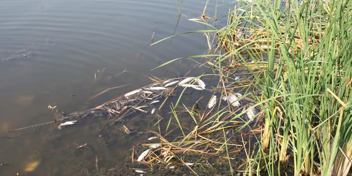 İzmir'in Selçuk ilçesindeki Barutçu Gölü'nde meydana gelen toplu balık ölümlerinin araştırılması için gölden ve balıklardan numune alındı. ( Ali Rıza Çelebi - Anadolu Ajansı )