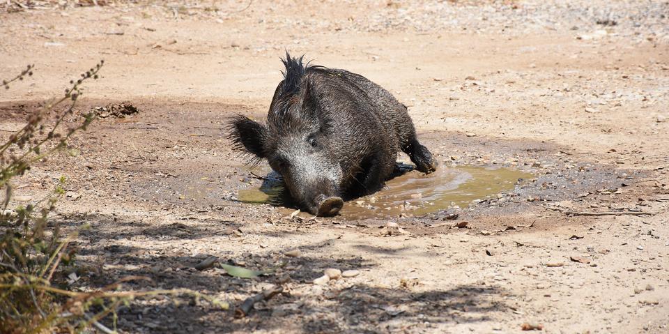 Muğla'nın Bodrum ilçesinde, ormanlık alandan yola inen yaban domuzunun su birikintisi içerisinde yatıp yuvarlanması ilginç görüntüler oluşturdu. Bir süre çevrede yiyecek arayan ve yoldan geçen motosikletlilere aldırış etmeyen domuz, bir süre sonra yeniden ormanlık alana girerek gözden kayboldu. ( Osman URAS - Anadolu Ajansı )