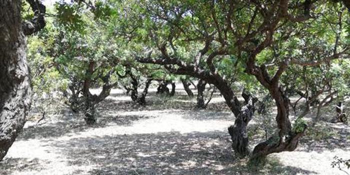 Çeşme'deki asırlık 2 ağaçtan uzun yıllar sonra elde edilen yaklaşık 500 gram sakız, sembolik açık artırmada 12 bin liraya satıldı. ( Çeşme Belediyesi - Anadolu Ajansı )