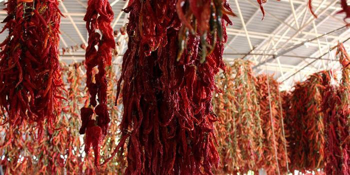 Muğla'nın Menteşe ilçesi Karabağlar Yaylası'nda yaklaşık 200 yıldır üretilen acısıyla ünlü kırmızı biber, Türkiye'nin çeşitli illerinde gönderiliyor. ( Osman Akça - Anadolu Ajansı )