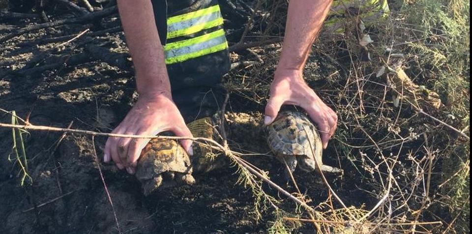 Manisa'nın Köprübaşı ilçesinde sazlık alanda çıkan yangında alevlerin arasında kalan iki kaplumbağa itfaiye ekiplerince kurtarıldı. ( Manisa Büyükşehir Belediyesi Köprübaşı İtfaiye Amirliği  - Anadolu Ajansı )