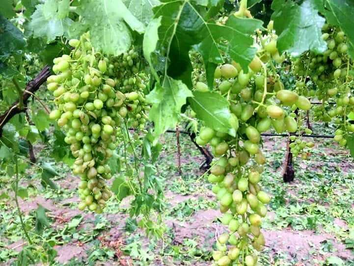Manisa'nın Sarıgöl ilçesinde dün etkili olan dolu nedeniyle üzüm bağlarının zarar gördüğü belirtildi.