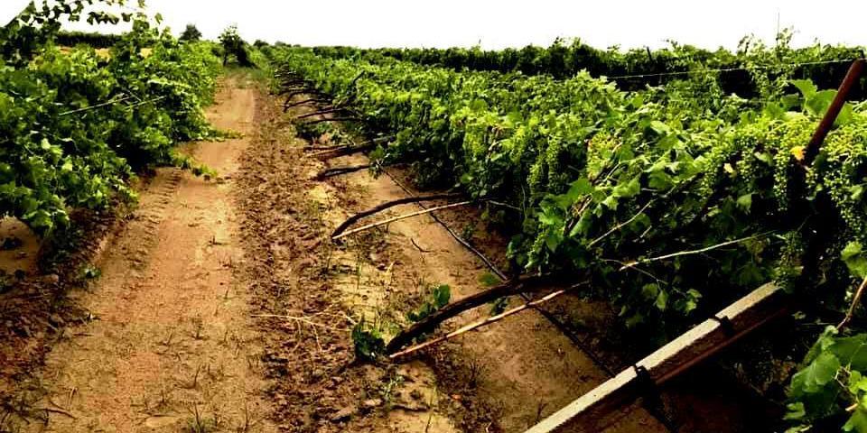 Manisa'nın Sarıgöl ilçesinde dün etkili olan dolu nedeniyle üzüm bağlarının zarar gördüğü belirtildi.