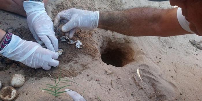 Aydın’ın Didim ilçesi Parlamenterler Sitesi sahilinde 29 Haziran’da yuva yapan caretta caretta iribaş deniz kaplumbağasının yavruları denize ulaştı.
