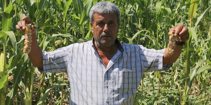 Muğla'nın Yatağan ilçesinde çiftçilikle uğraşan emekli öğretmen 66 yaşındaki Cavit Turgut, mısır ekili tarlasını talan eden yaban domuzlarının oluşturduğu zararın giderilmesi için mahkemeye başvurdu.