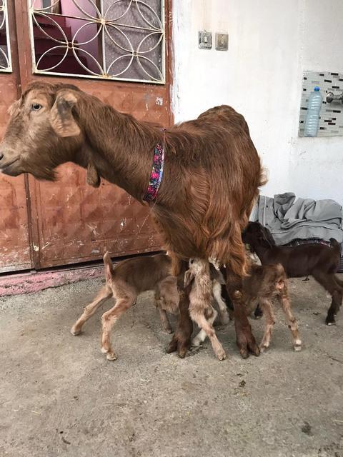 Çine'nin Elderesi'nde ender görülen bir olay yaşandı. Bir keçi altı yavru birden dünyaya getirdi. Hayvan üreticisi Kamil Türe yavrulara bakabilmek için yetkililere yardım çağrısında bulundu.