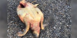 Türkiye'de deniz kaplumbağalarının en büyük yuvalama alanı Antalya Belek sahilinde, tüfekle vurulmuş, 30- 40 yaşlarındaki caretta carettanın ardından bu kez de bıçakla telef edilmiş caretta caretta bulundu.