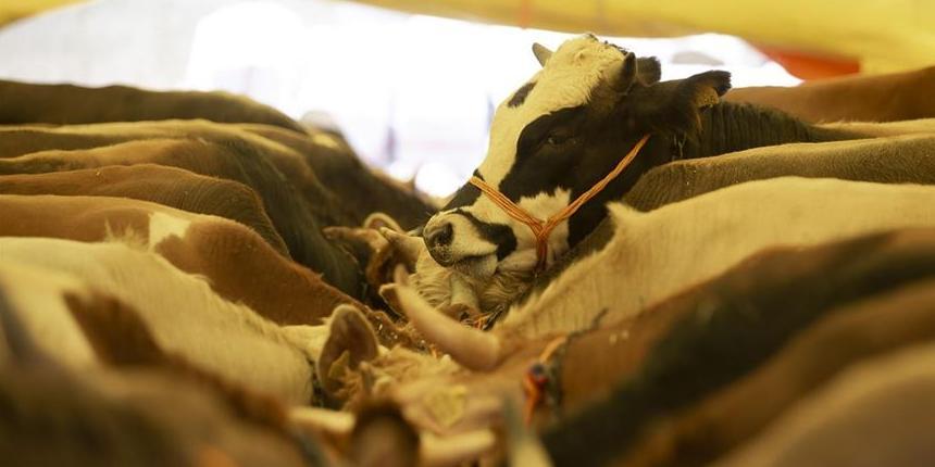 Et ve Süt Kurumu (ESK) Genel Müdürlüğünce Kurban Bayramı dolayısıyla pazarlara getirilen ancak yetiştiricilerin elinde kalan kurbanlıkların, Kurum tarafından satın alınacağı bildirildi.