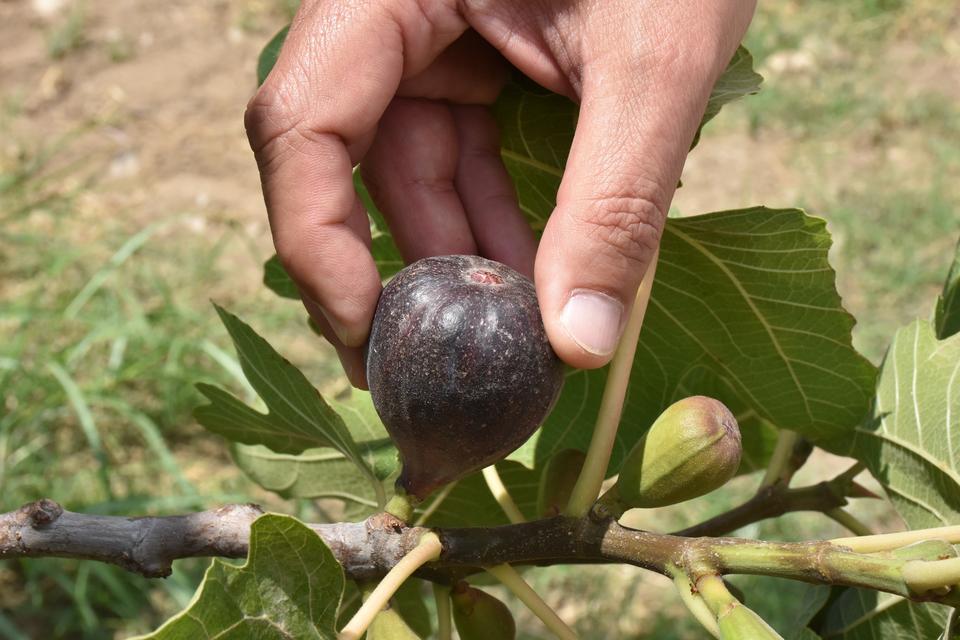 İncir üretim merkezi Aydın'da sezonun ilk taze inciri, Tarım ve Orman Bakanlığına bağlı İncir Araştırma Enstitüsünün bahçesindeki ağaçlardan toplandı. ( Necip Uyanık - Anadolu Ajansı )