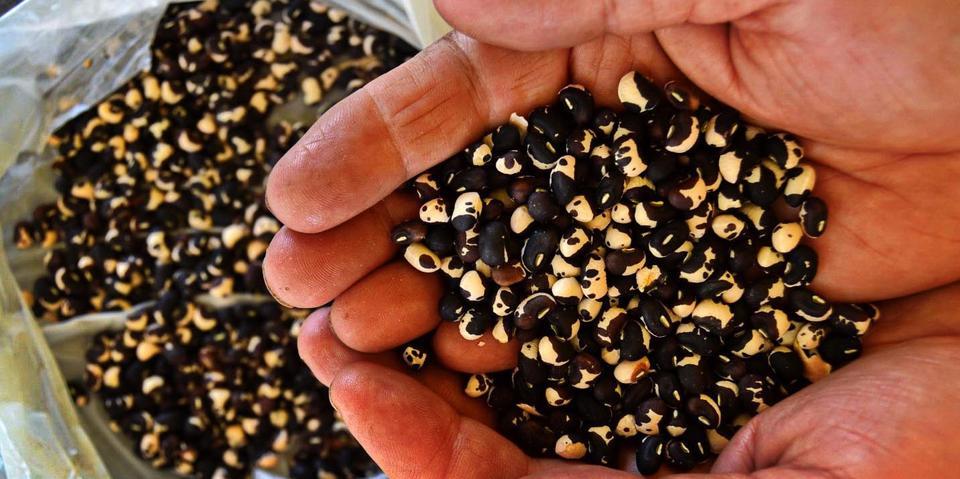 6 ayda 300 farklı yerli tohum elde edildi