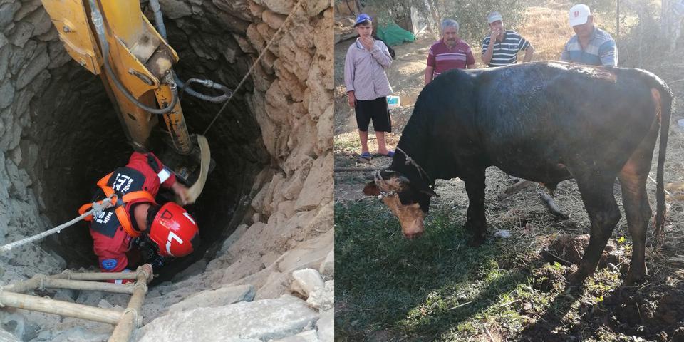 Muğla'nın Menteşe ilçesinde su kuyusuna düşen inek itfaiye ekipleri tarafından kurtarıldı. İnek, sahibine teslim edildi. ( Muğla Büyükşehir Belediyesi - Anadolu Ajansı )