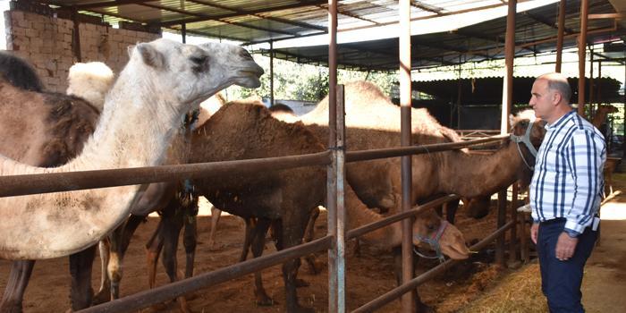 Devecilik Kültürü ve Deve Güreşleri Federasyonu Başkanı Aytekin Kaya, Aydın'da deve sütü üreterek Avrupa ülkelerine ihraç etmek üzere proje geliştirdiklerini belirtti.

 ( Necip Uyanık - Anadolu Ajansı )