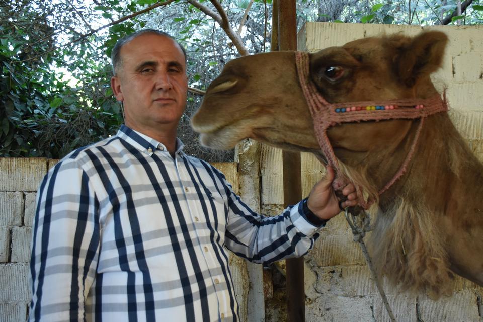 Devecilik Kültürü ve Deve Güreşleri Federasyonu Başkanı Aytekin Kaya, kurbanlık olarak develere olan ilginin giderek arttığını, bu yıl da 10 ile 15 arasında kurbanlık satmayı planladıklarını belirtti. ( Necip Uyanık - Anadolu Ajansı )