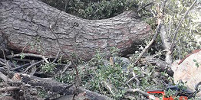 Manisa'nın Salihli ilçesinde kestiği ağaç üzerine devrilen kişi hayatını kaybetti.  ( Salihli İlçe Jandarma Komutanlığı - Anadolu Ajansı )