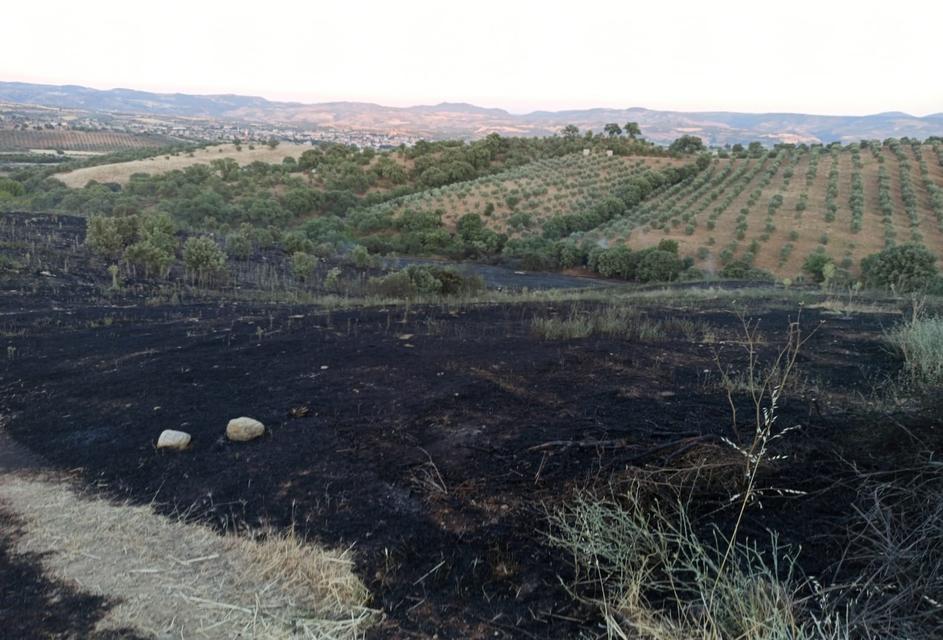 Manisa'nın Köprübaşı ilçesinde meydana gelen yangında 25 dönümlük alan ve ekili arpalar zarar gördü. ( Nurullah Kalay - Anadolu Ajansı )