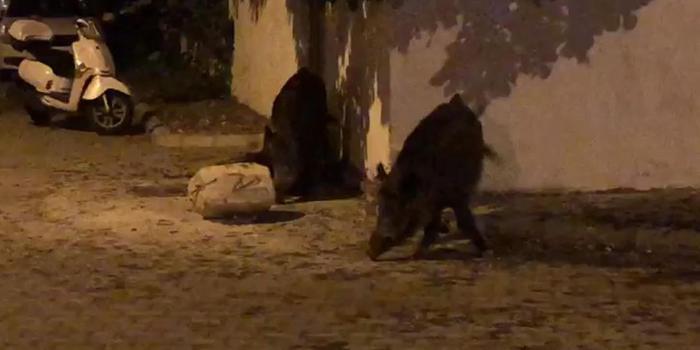 Muğla'nın Marmaris ilçe merkezine inen ve yiyecek aradıkları sanılan 2 yaban domuzu, cep telefonu kamerasıyla görüntülendi.