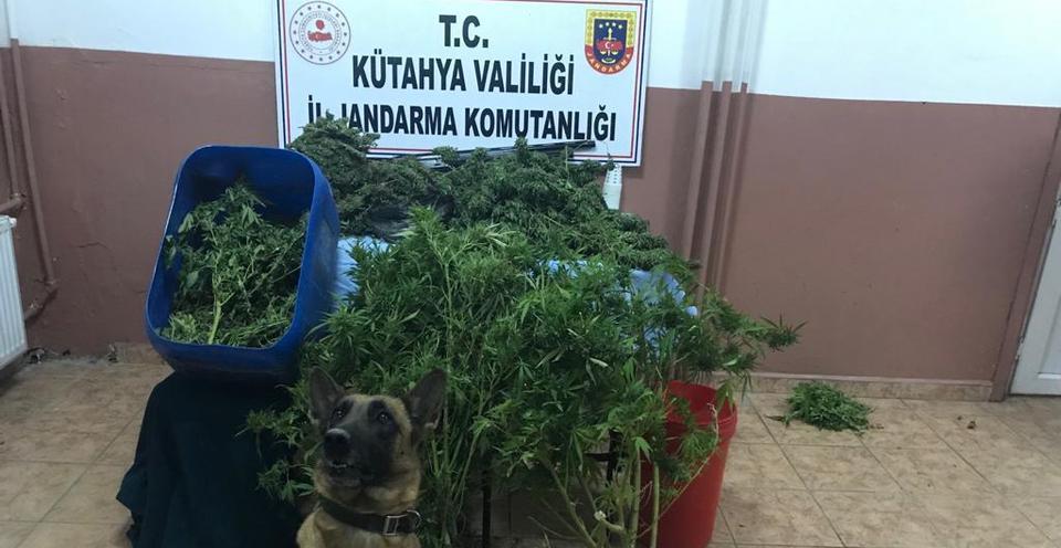 Kütahya'nın Gediz ilçesinde uyuşturucu yetiştirdiği ve ticaretini yaptığı iddiasıyla bir kişi gözaltına alındı. Evde, narkotik köpeği Mola'nın da kullanıldığı aramalarda 3 kilo 825 gram esrar ile 75 kök kenevir ele geçirildi. ( Muharrem Cin - Anadolu Ajansı )