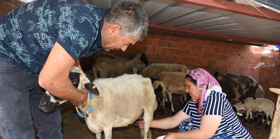 İzmir'in Bergama ilçesine bağlı Yalnızev Mahallesi'nde yaşayan 4 çocuk annesi Nesrin Aktaş (47), Büyükşehir Belediyesi'nden ücretsiz 4 koyun aldı. Daha önce hiç hayvancılık yapmayan Aktaş'a, çevresindekiler bu işi yapamayacağını söylese de o aldırış etmedi, iki yıl içerisinde koyunların sayısını 27'ye yükseltti. Aktaş, şimdi hayvancılık yaparak hem evlerinin geçimini sağlıyor hem de para kazanıyor.