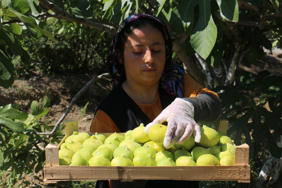Aydın'ın Buharkent ilçesinde "sarılop" çeşidi ilk incirin hasadı başladı.  ( Mehmet Ali Cintosun - Anadolu Ajansı )