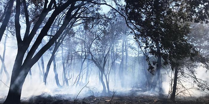 Muğla'nın Menteşe ilçesindeki ormanlık alanda yangın çıktı. Yenice Mahallesi'ndeki ormanlık alanda henüz belirlenemeyen nedenle başlayan yangına, havadan 4 helikopter ve karadan 20 arazöz ile müdahale ediliyor. Ekipler, alevleri kontrol altına alabilmek için çaba sarf ediyor. ( Durmuş Genç - Anadolu Ajansı )