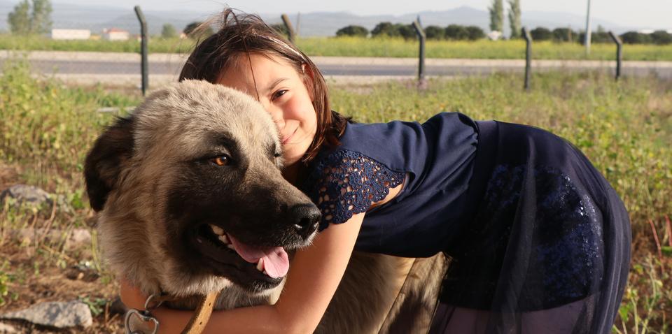 İzmir'in Bergama ilçesinde, mart ayında otomobilin arkasına iple bağlanıp sürüklenen "Paşa" isimli köpek, hayvanseverlerin desteğiyle yeniden sağlığına kavuştu. ( Metin Aydemir - Anadolu Ajansı )