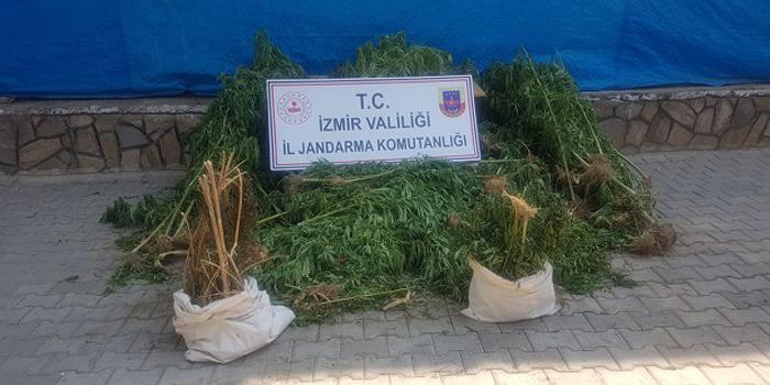 İzmir'in Bayındır ilçesinde mısır tarlasına düzenlenen uyuşturucu operasyonunda 1 kilo 150 kubar esrar ile 130 kök esrar bitkisi ele geçirilirken, 1 şüpheli tutuklandı. ( İzmir İl Jandarma Komutanlığı - Anadolu Ajansı )