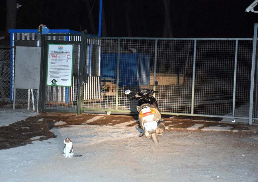 MUĞLA'nın Marmaris ilçesindeki Hayvan Rehabilitasyon Merkezi'ndeki pitbull cinsi köpek, merkezin eski çalışanı O.T. (29) tarafından çalındı. O.T., çaldığı pitbull ile yakalandı.