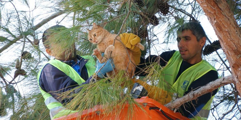 Çıktığı bir ağaçtan inmeyi başaramayan kedi için Bodrum Belediyesi ekipleri seferber oldu.