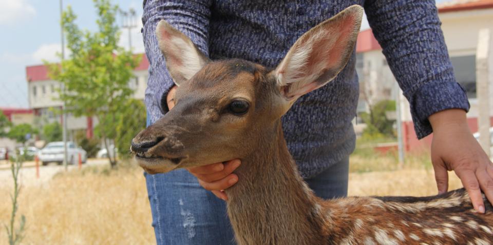 Afyonkarahisar ve Eskişehir sınırındaki kırsal alanda bitkin bulunan kızıl geyik yavrusu, tedavi altına alındı. ( Mustafa Bayer - Anadolu Ajansı )