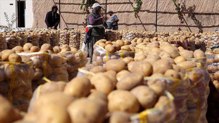 İhracatı ön izne bağlanan patates ve kuru soğanda üretim son 5 yılın en yüksek rakamına ulaşırken, ihracat ve ithalatta da bir önceki yıla göre artış oldu.