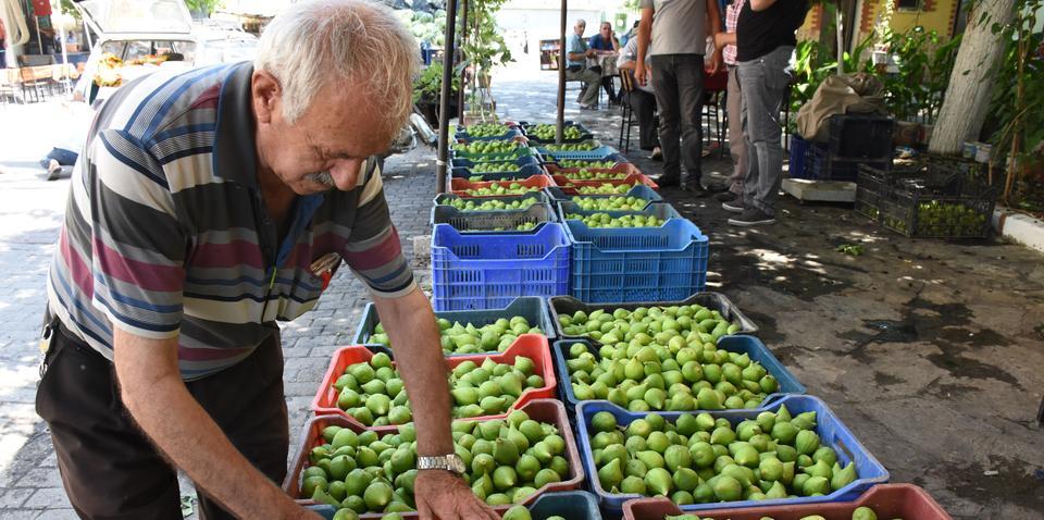 Türkiye'nin en önemli incir üretim merkezi Aydın'da incirin olgunlaşması için kullanılan ilekin (erkek incir) satışı başladı. ( Necip Uyanık - Anadolu Ajansı )