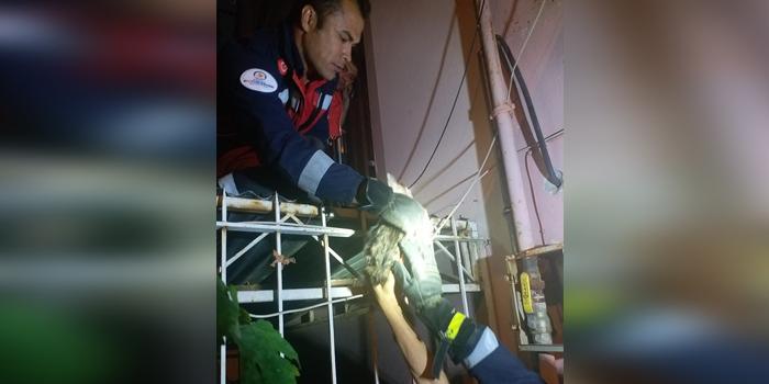 Denizli'nin Pamukkale ilçesinde, korkuluk demirine boğazı saplanan kediyi itfaiye ekipleri kurtardı.