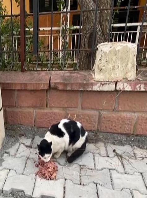 Aydın'ın Kuşadası ilçesinde kimsenin bulunmadığı yazlık bir eve giren ancak sonra dışarı çıkamayıp mahsur kalan kedi, belediye ve polis ekiplerini hareket geçirdi. Ekiplerin kurtardığı aç ve susuz kalan kedinin karnı doyurulduktan sonra sağlık kontrolünden geçirildi