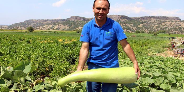 Manisa'nın Kula ilçesinde, çiftçi Ender Yalçın, Şanlıurfa'dan denemek amacıyla getirdiği bal kabağı tohumundan 1 metrelik kabak yetiştirdi.