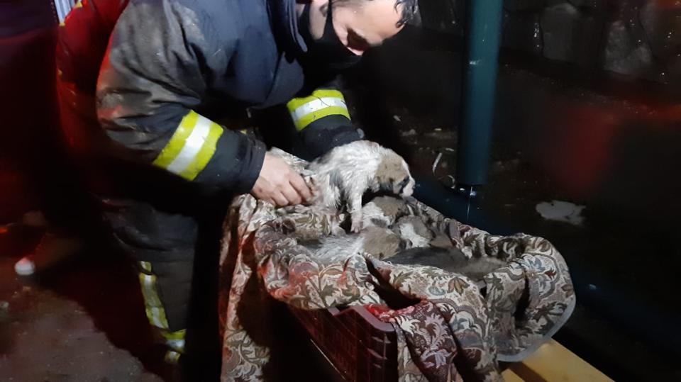 Muğla'nın Seydikemer ilçesinde yağmur suyuyla dolan beton boru içinde mahsur kalan 7 köpek yavrusu kurtarıldı. ( Muğla İtfaiyesi - Anadolu Ajansı )