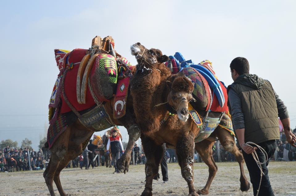 Çine Deve Güreşleri ve Devecilik Kültürü Derneği Başkanı Mevlüt Toker, ilçede 31.'si gerçekleştirilecek olan deve güreşini derneğin gerçekleştireceğini duyurdu.