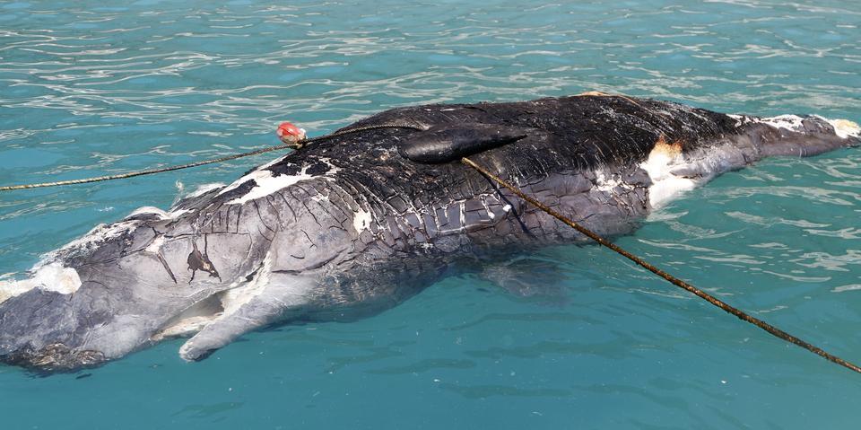 Muğla'nın Fethiye ilçesinde 3 metre uzunluğundaki ölü balina kıyıya vurdu. ( Ali Rıza Akkır - Anadolu Ajansı )
