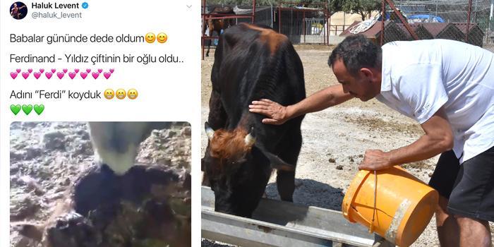 Geçen yıl Kurban Bayramı'nda kaçan ve daha sonra AHBAP Platformu tarafından şarkıcı Haluk Levent'in de desteği ile İzmir'deki Çiftlik Hayvanları Barınağı'na yerleştirilen fenomen boğa Ferdinand, 'baba' oldu.