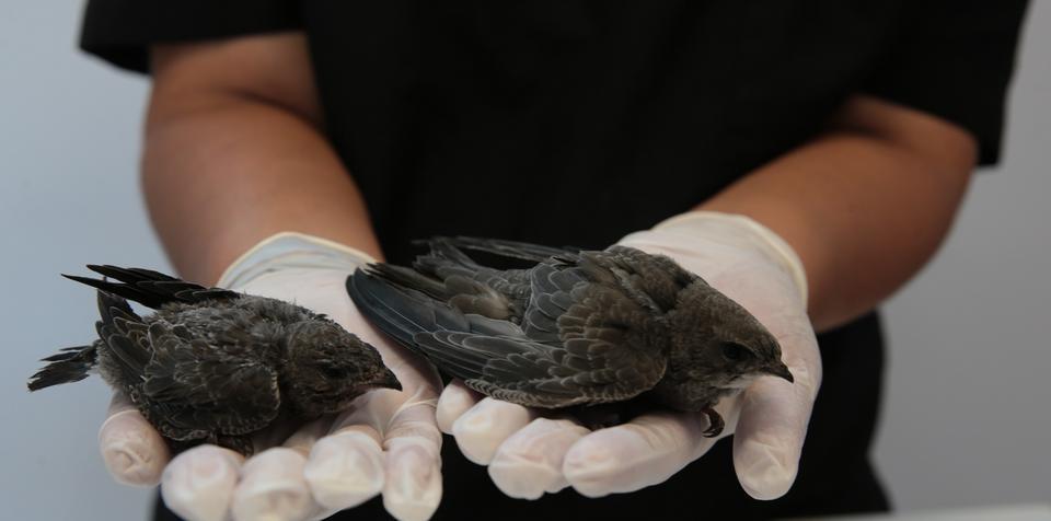 Denizli'de vatandaşlar tarafından yaralı halde bulunan iki yavru ebabil kuşu, Denizli Büyükşehir Belediyesi veterinerlerine teslim edilerek koruma altına alındı.  ( Denizli Büyükşehir Belediyesi - Anadolu Ajansı )