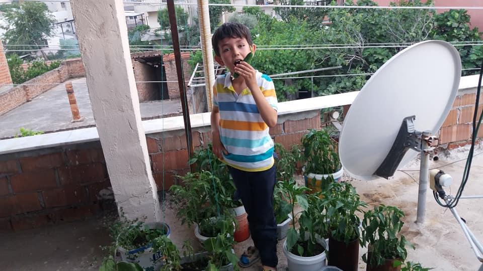 Aydın'da şehir hayatı yaşayan vatandaşlar, çatı ve balkonlarında organik sebze ve meyve yetiştirmeye başladı.
