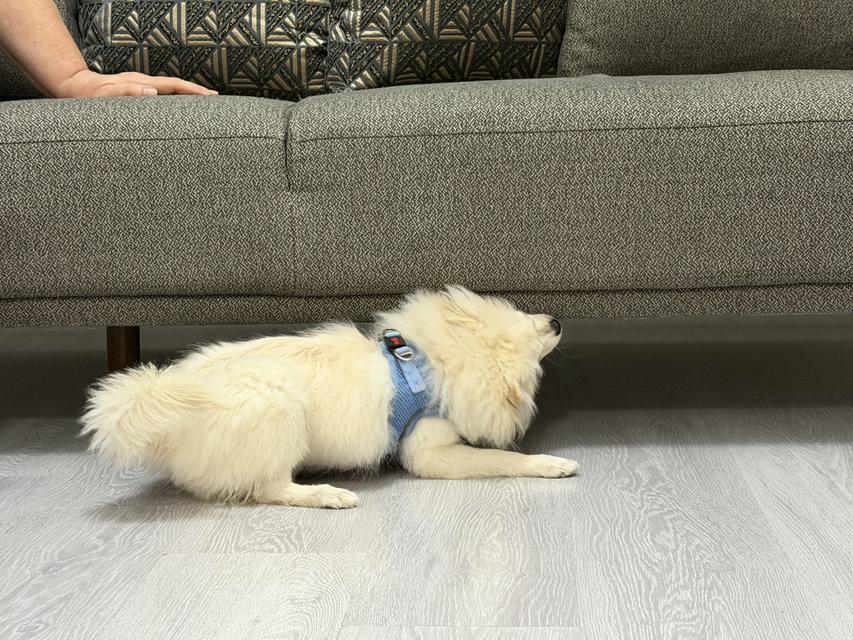 AYDIN'DAN ALINAN KÖPEK MARDİNLİ AİLENİN KABUSU OLDU
