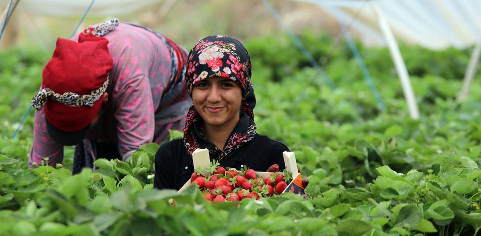 Çilekte hasat sezonunun hızla devam ettiği Aydın'da, meyveleri ihracata yetiştirmeye çalışan kadınların "kırmızı mesaisi" başladı. Türkiye'nin önemli çilek üretim merkezlerinden Sultanhisar ilçesinde, 14 bin dekarlık alanda yıllık yaklaşık 65 bin ton çilek üretiliyor. "Çilek şehri" olarak da anılan ilçede, üreticiler kurdukları seralarda 10 ay boyunca meyve alıyor. ( Ferdi Uzun - Anadolu Ajansı )