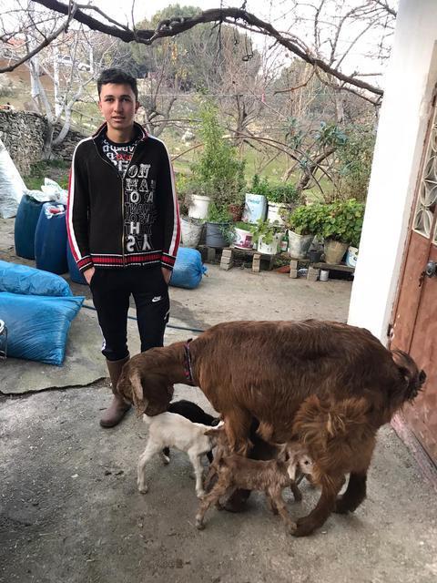 Çine Ziraat Odası Başkanjı Osman Eşiyok, bir batında altı yavru dünyaya getiren keçinin sahibi Kamil Türe'ye yem desteğinde bulundu.