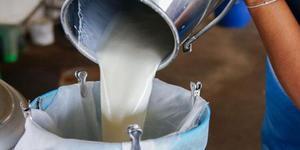 Tarım ve Orman Bakanlığı, üreticilerin süt üretim maliyetlerinde yaşanan artışlardan etkilenmesini önlemek amacıyla Ekim, Kasım ve Aralık ayları çiğ süt destekleme prim miktarını 40 kuruşa çıkardığını duyurdu.