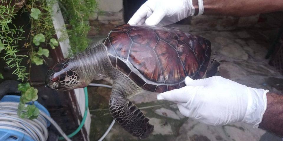 Ekosistemi Koruma ve Doğa Sevenler Derneği (EKODOSD) Başkanı Bahattin Sürücü, son bir haftada Kuşadası sahiline, iki yeşil deniz kaplumbağasının vurduğunu bildirdi.