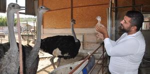 Aydın'ın Kuşadası ilçesinde hobi olarak başladığı deve kuşu yetiştiriciliği işinde çiftlik kuran Ramazan Kaplan, deve kuşu sayısını 80'e çıkardı.  ( İbrahim Uzun - Anadolu Ajansı )