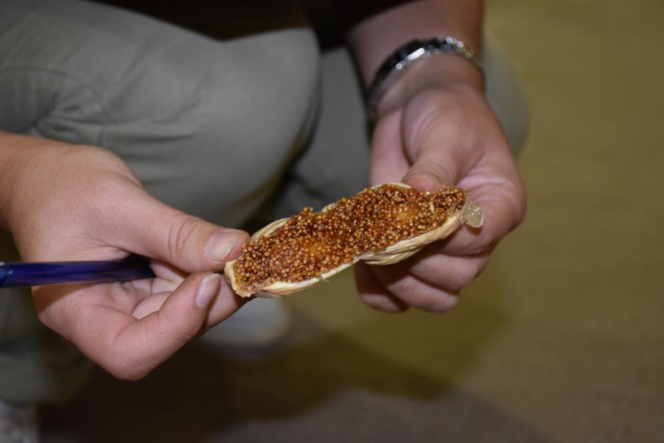 Germencik Belediyesi öncülüğünde 18'incisi yarın başlayacak Geleneksel Tarım İncir Kültür ve Sanat Festivali öncesinde düzenlenen incir üreticilerine yönelik yarışma, sona erdi. ( Necip Uyanık - Anadolu Ajansı )