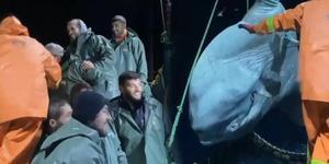 Aydın'ın Kuşadası ilçesi açıklarında, denize açılan balıkçıların ağına yaklaşık 300 kilo ağırlığında dev ay balığı takıldı. Balıkçılar, nesli tehdit altında olan dev balığı yeniden denize bıraktı.