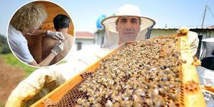 Bursa'da arı çiftliği kuran İslam Dikbıyık (46), geliştirdiği yöntemle arı zehri sağmaya başladı. İçerisinde 78 enzim bulunan arı zehrinin şifa kaynağı olduğunu belirten Dikbıyık, arı zehrinin gramını 500 liradan sattığını söyledi.